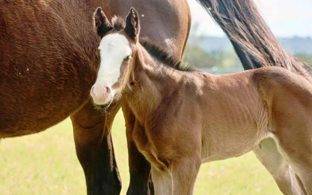 Apache Cat lookalike a winner for Wally Daly