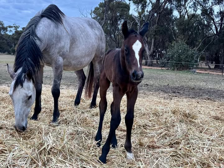 Light shines on latest Foals
