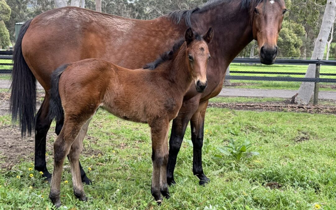 Corrs foals blueblood colt at Mt Hallowell