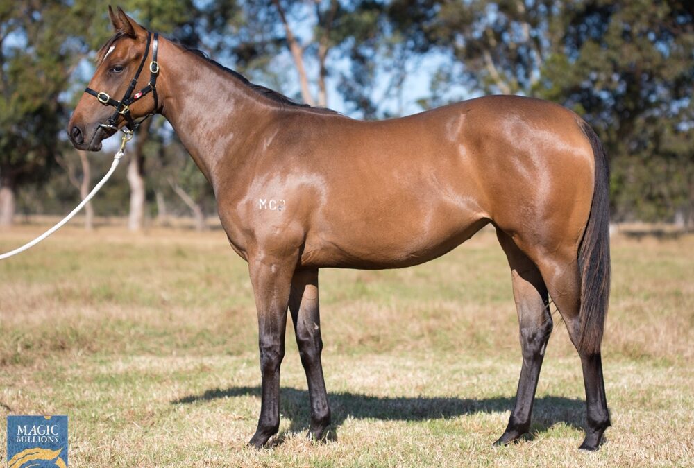 A Lot sires Foxy Filly for Winter Sale