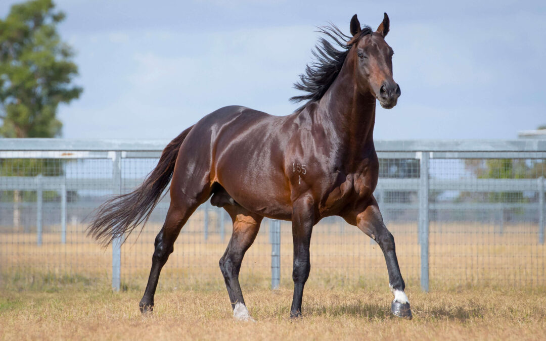 Awesome Ascot double for Our Rocky Bay