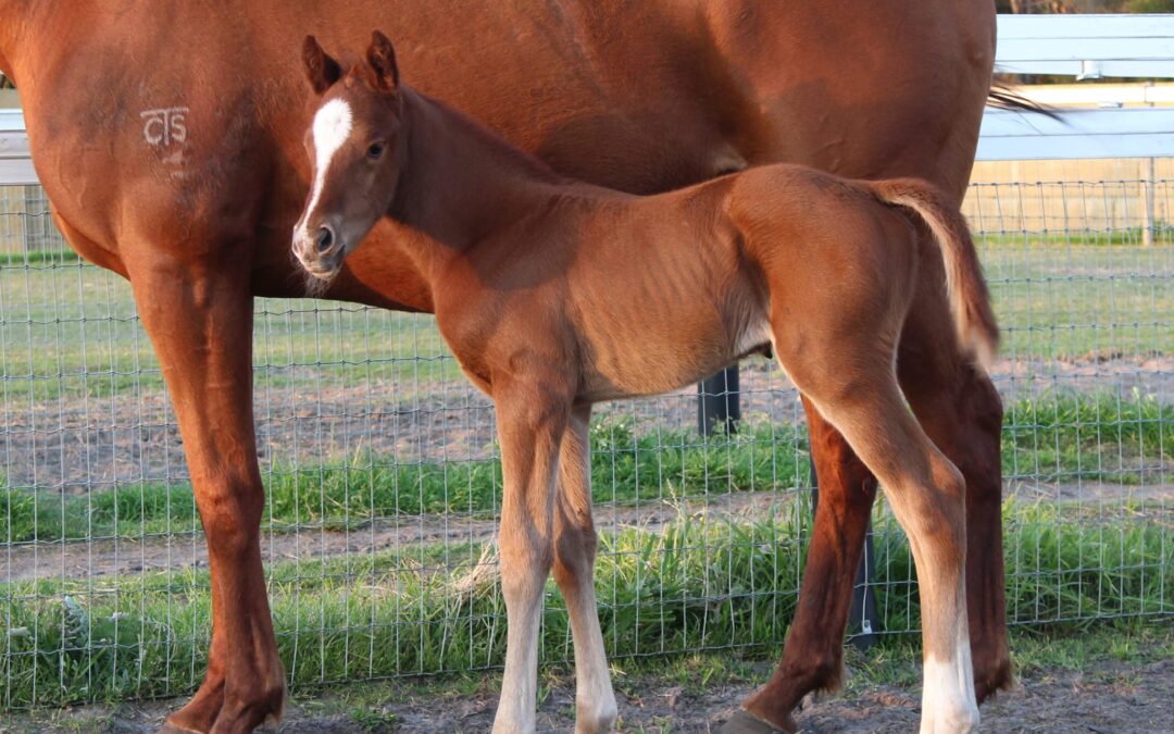 Aysar foals all quality from Geisel Park