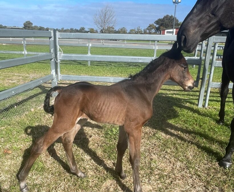 First foal by Geisel Park stallion Aysar