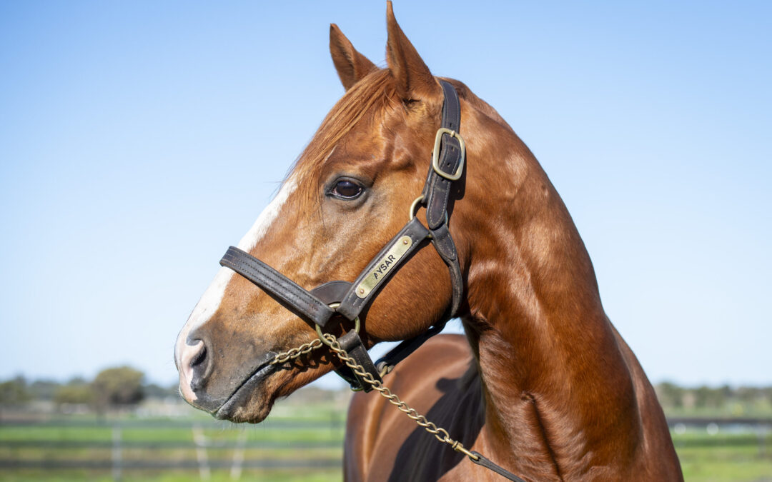New Locations for Geisel Park Stallions