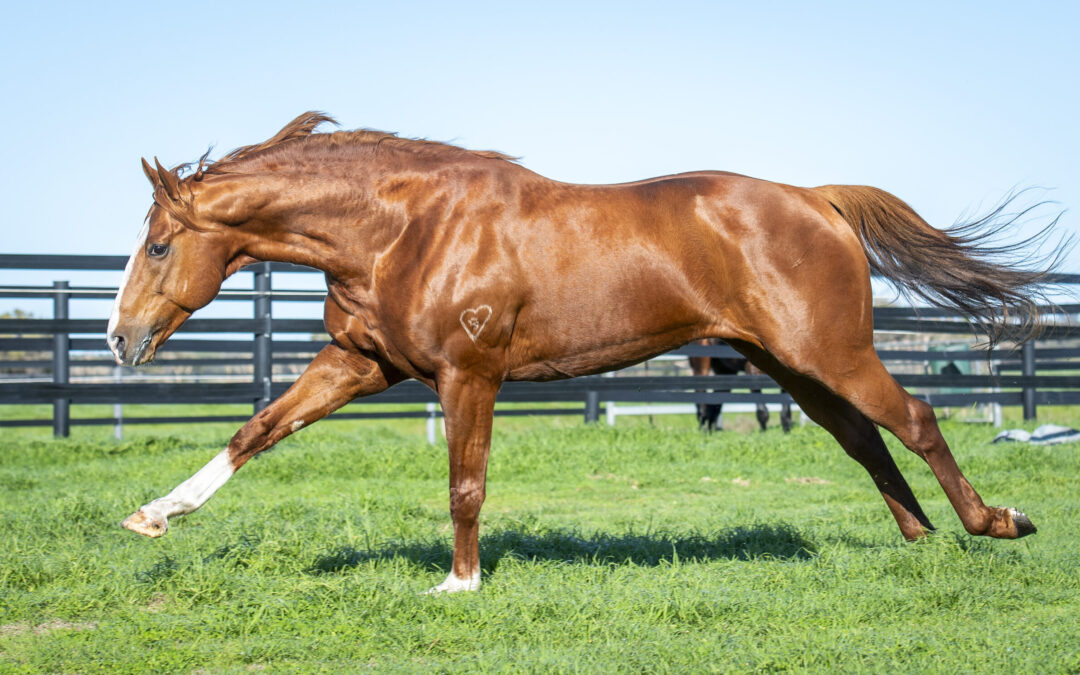 Cream of first crop a cornerstone for Aysar