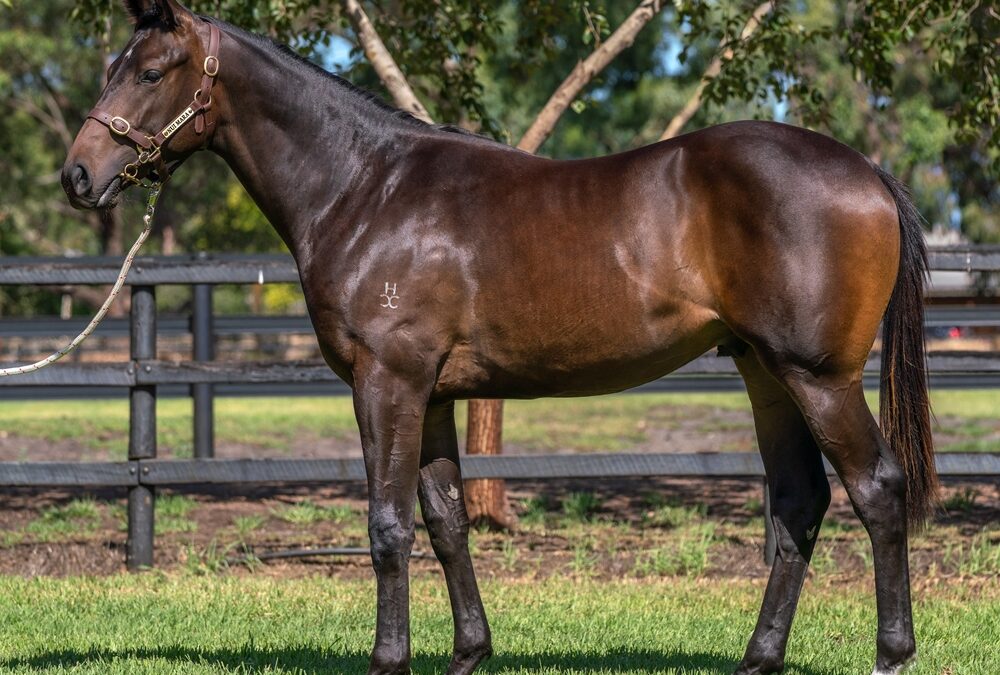 Sparx fly for WA-conceived Manhattan Rains