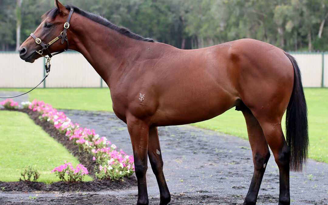 Hong Kong millionaire from Yarradale Stud