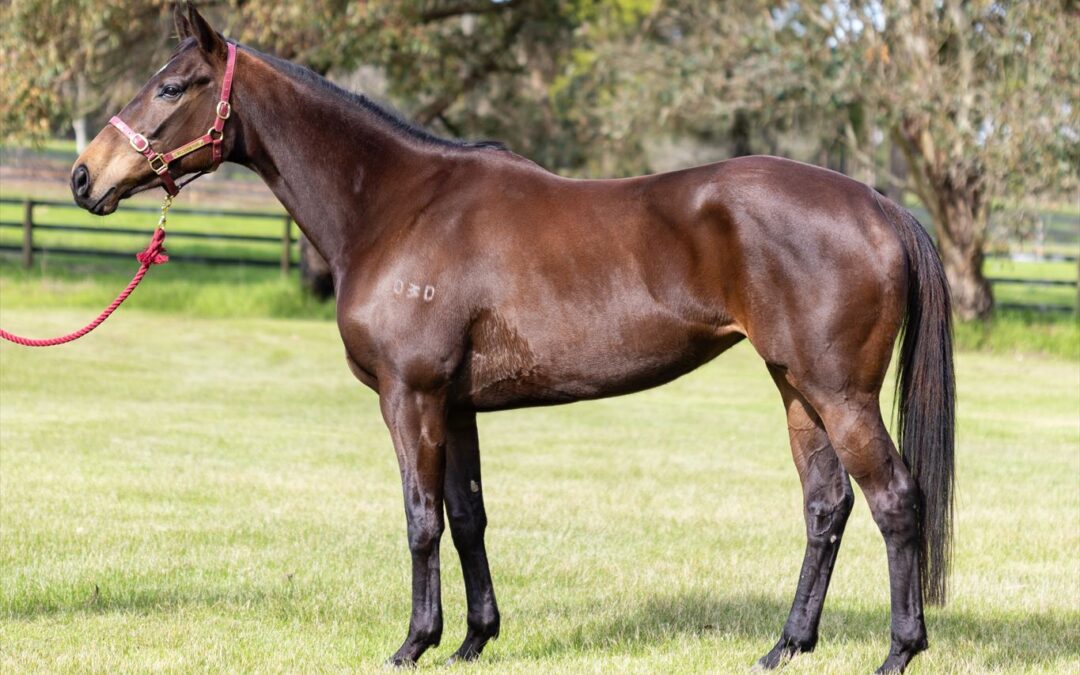 Feels Playful sold to Geisel Park