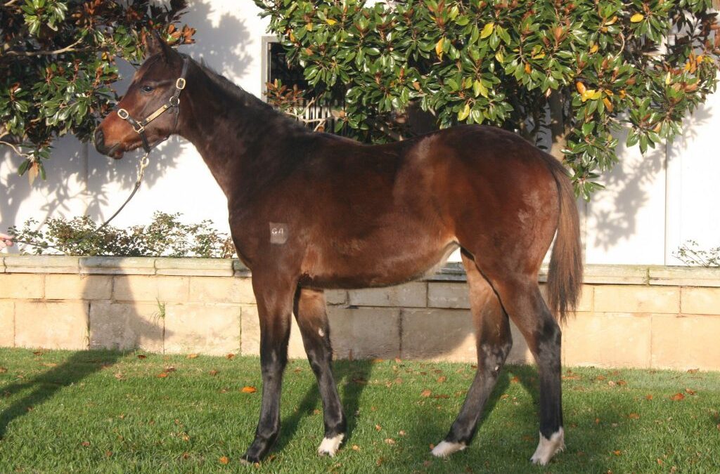 Perth pinhooks for 2023 Magic Millions