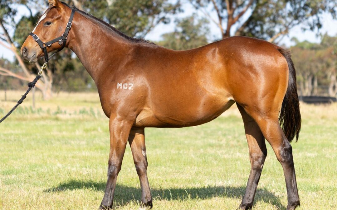 Jasstar lands longshot win for Foxton Bloodstock