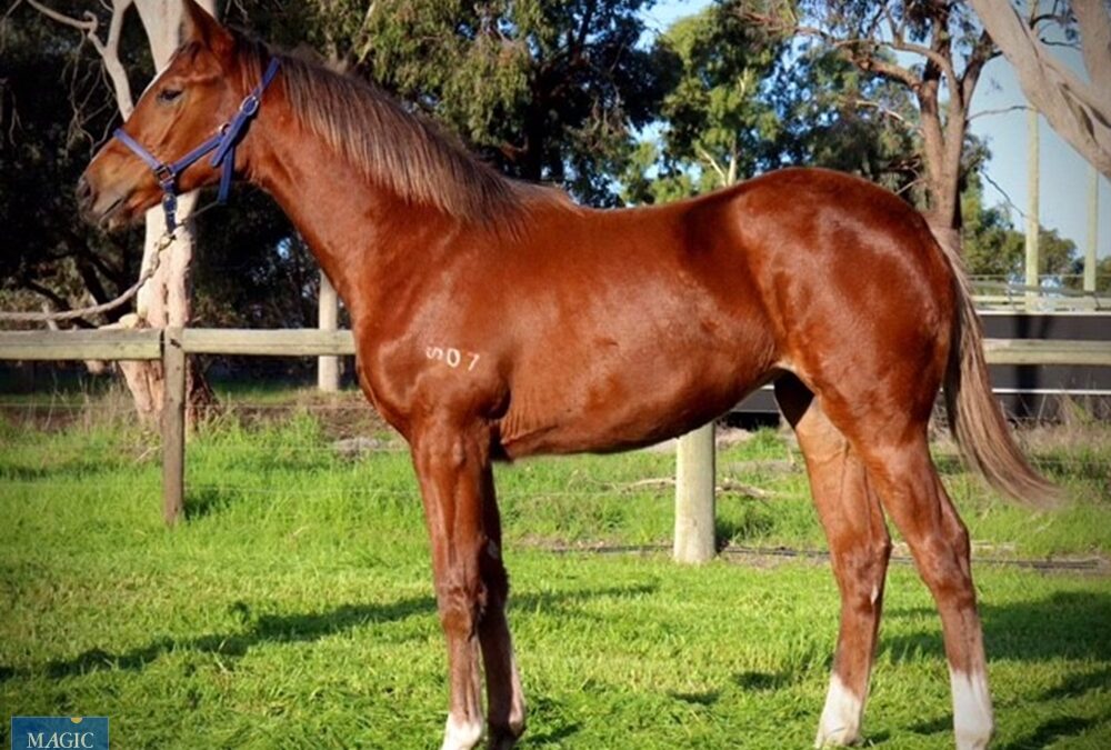 First King Of Athens foal for Sale