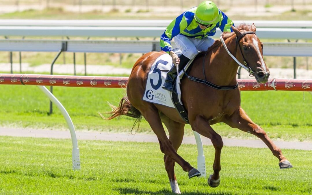 Easy kill for Kuroyanagi at Gawler