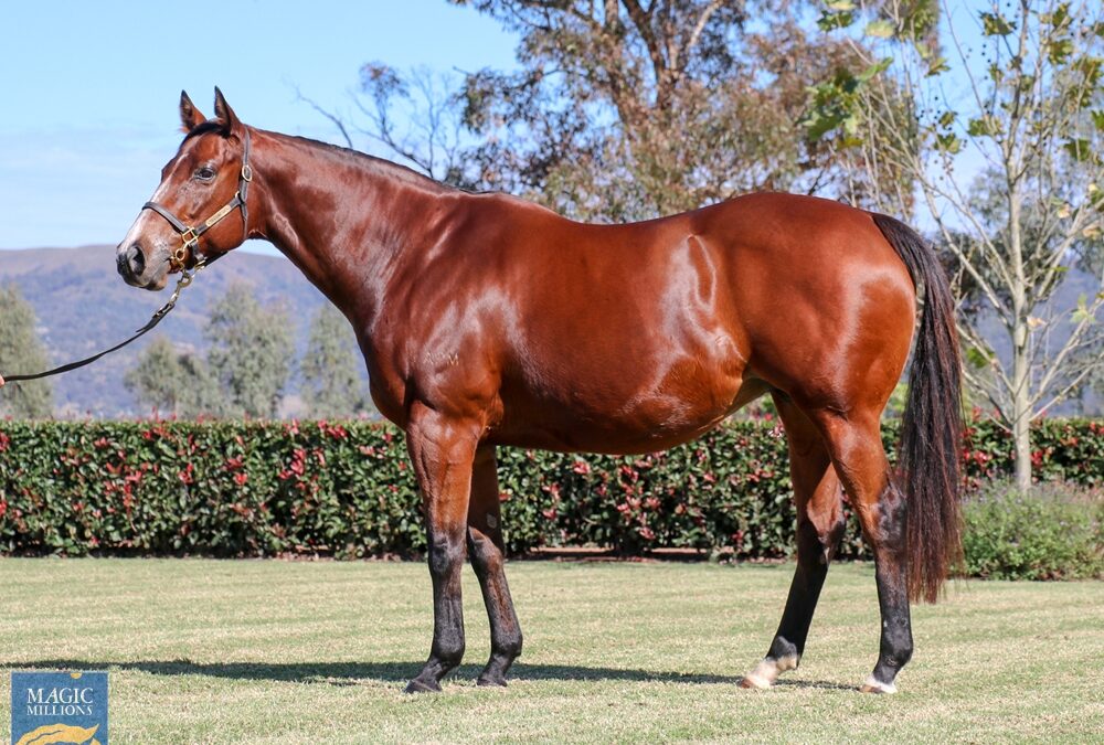 WA breeders upgrade at Gold Coast Sale