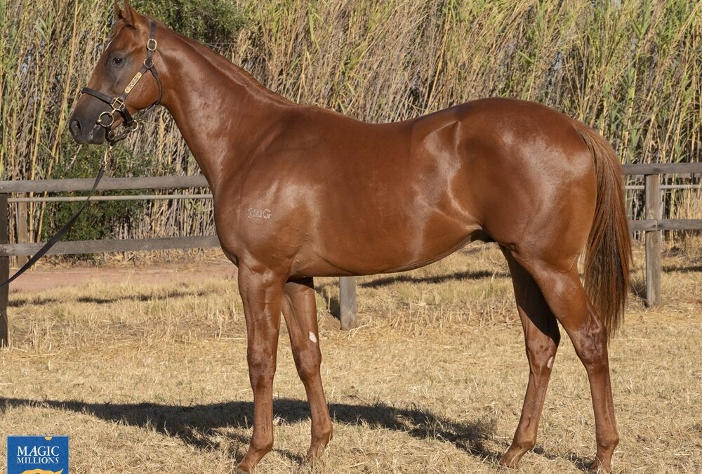 Nicconi colt tops Yarradale Winter Yearlings