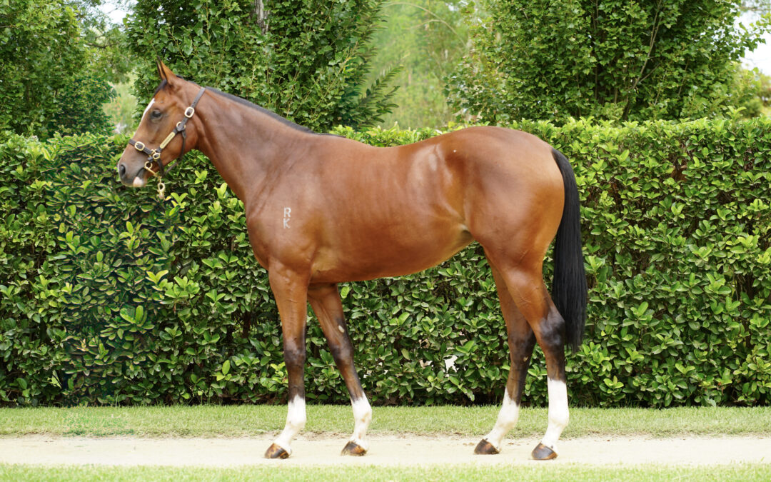 Dawson Stud fillies flavour Inglis Easter Sale