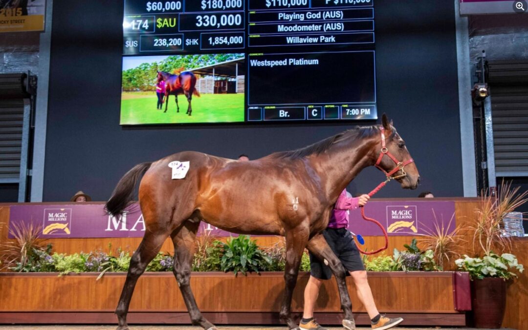 Playing God colt tops Perth Magic Millions