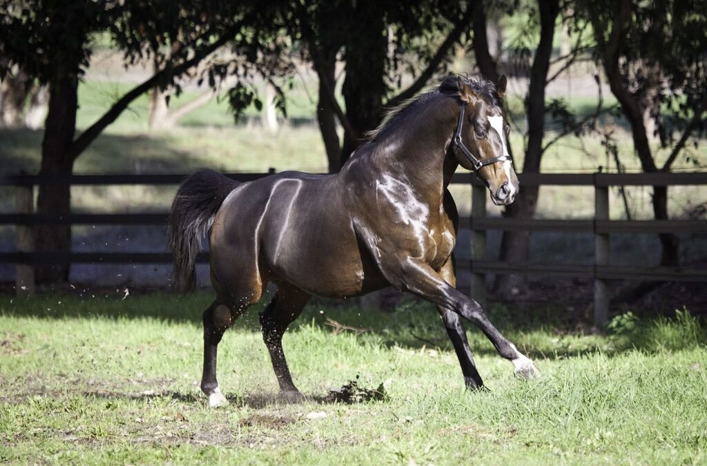 WA farewells Champion sire Oratorio