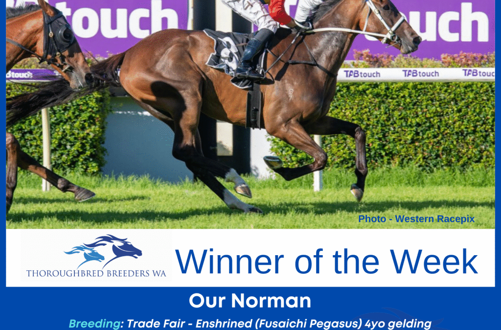 Our Norman  –  TBWA Winner of the Week