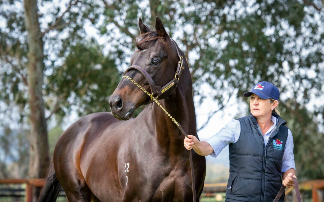 Lambert short-listed for Stud & Stable Awards