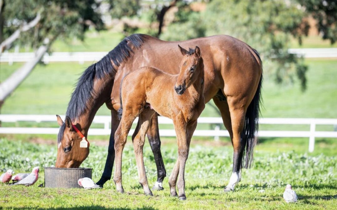 The gift that keeps on giving at Yarradale