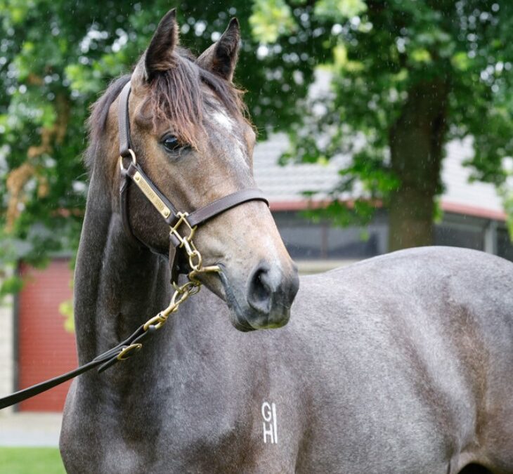 Reliable buys for WA at Karaka
