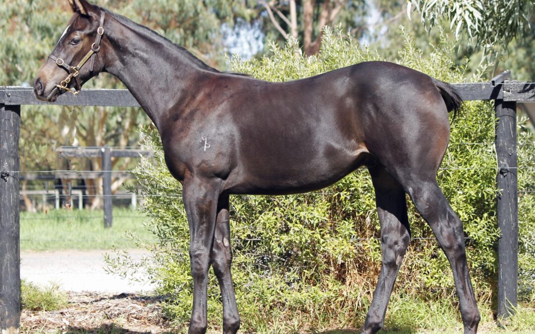 Mogumber brand expands to Sydney Foal Sale