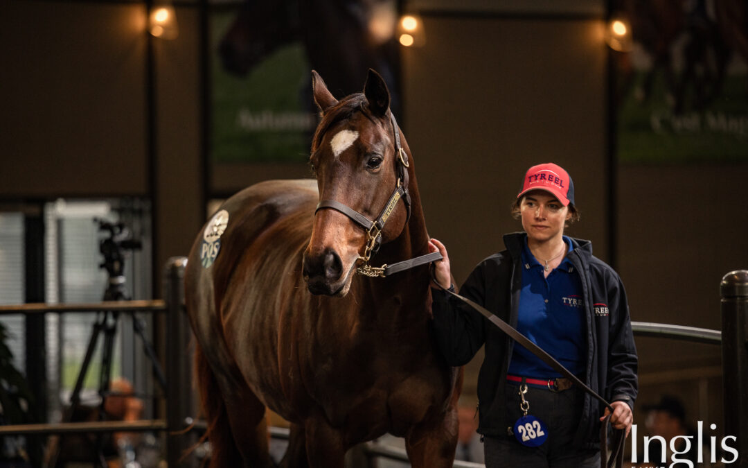 Darling View tops Inglis Broodmare Sale