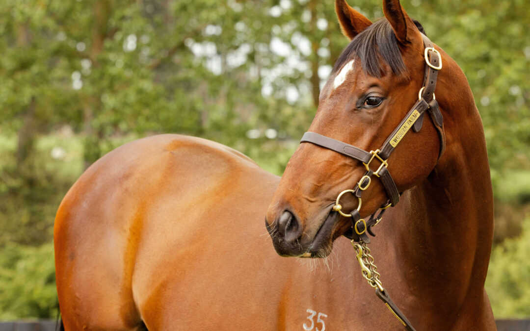 Powerful winner with potential from Gold Front