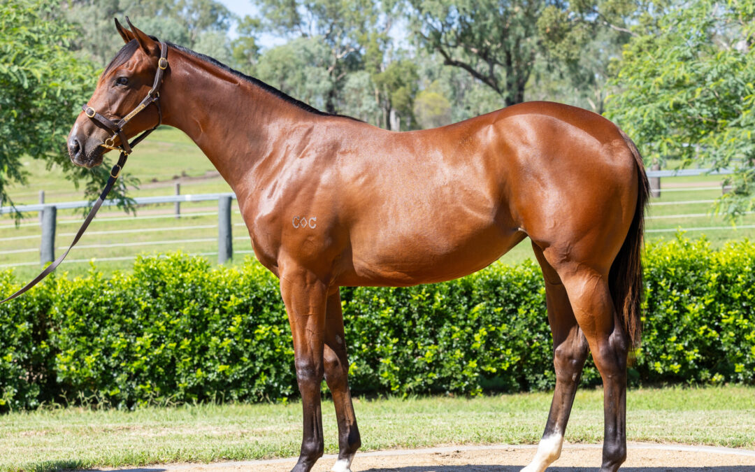 WA buying bench active at Inglis Classic