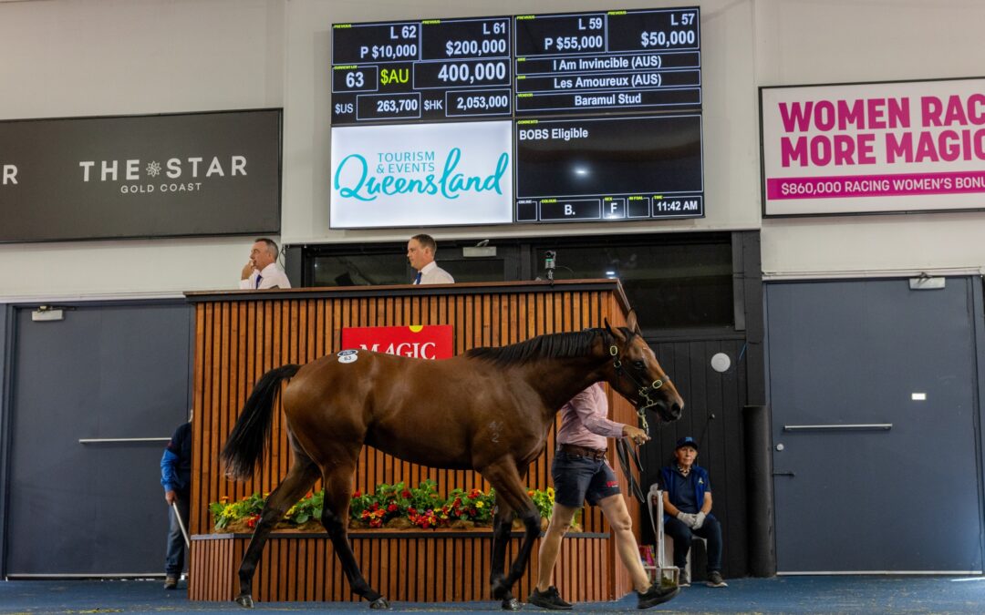 Vinnie filly a record buy for Ridgeport