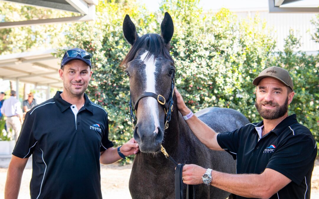 Yarradale Stud colt syndicated straight away
