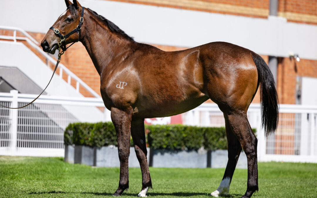 Dream All American filly at Inglis 2YO Sale