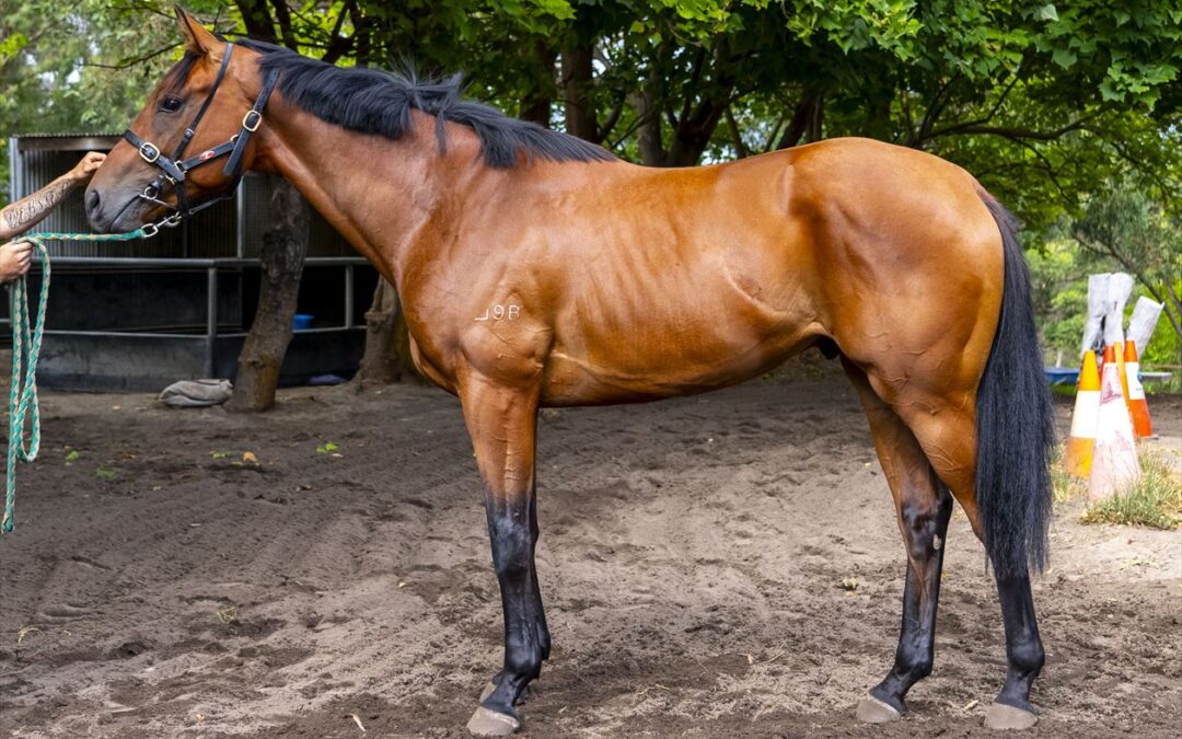 Articole a steal for Casey at Inglis Sale