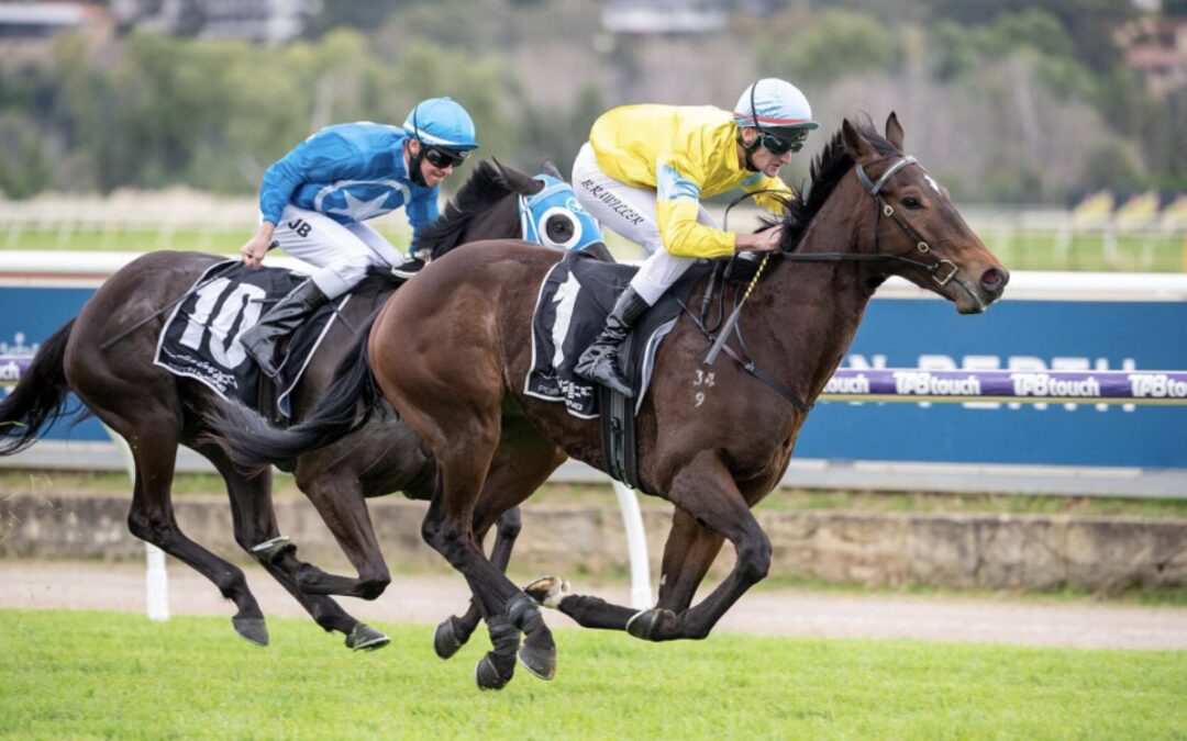 Paddy’s Lad wins bumping-duel at Belmont